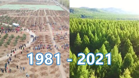 China Has Planted Billion Trees In The Past Years