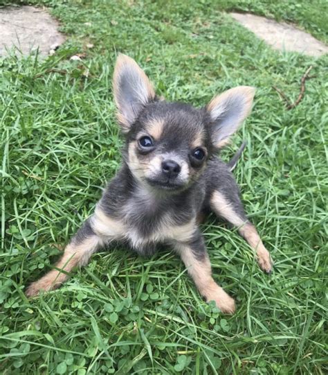 Long Haired Chihuahua Puppies For Sale Longhair Chihuahua For Sale