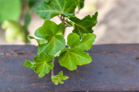 Hedera Helix Cristata Ivy Plant House Plant Collection Stock Photo