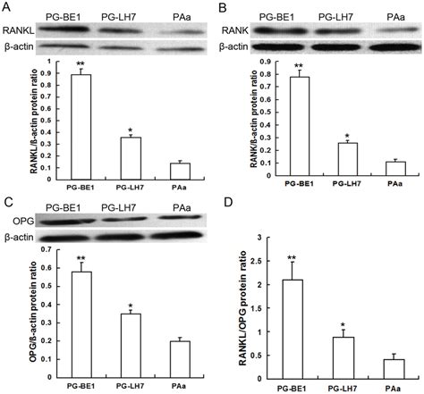 Rankl Rank And Opg Protein Expression In Three Nsclc Cell