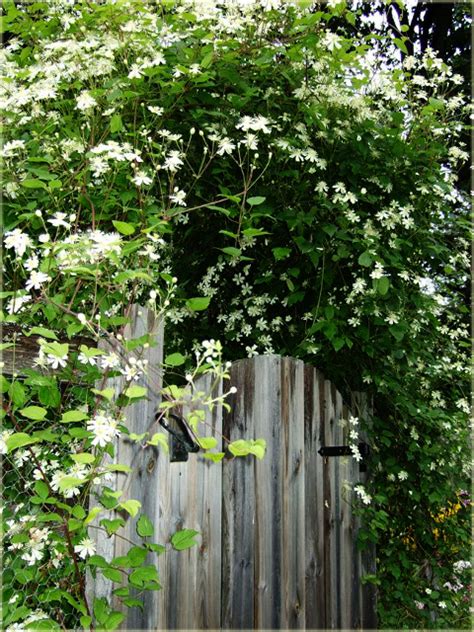 Powojnik Paul Farges Summer Snow Biały Clematis Paul Farges Summer Snow