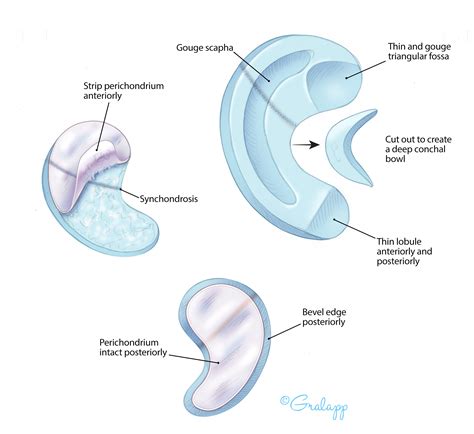 External Ear Anatomy Helix