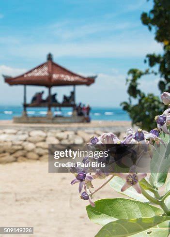 gazebo  sanur beach bali indonesia high res stock photo getty images