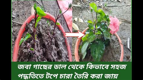 How To Grow Hibiscus Plant In Top জবা গাছের ডাল কেটে টপে চারা তৈরি