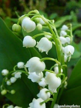 Pourquoi Offre T On Du Muguet Au 1er Mai Lily Of The Valley Lily