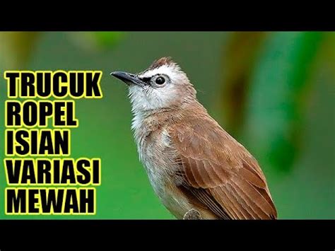 MASTERAN BURUNG TRUCUKAN ROPEL PANJANG SUARA MEWAH JERNIH TERBARU AMPUH