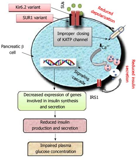 Schematic Diagram Showing The Kir And Sur Variants Affecting