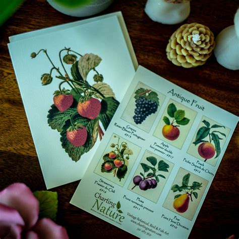 Vintage Fruit Note Cards Charting Nature