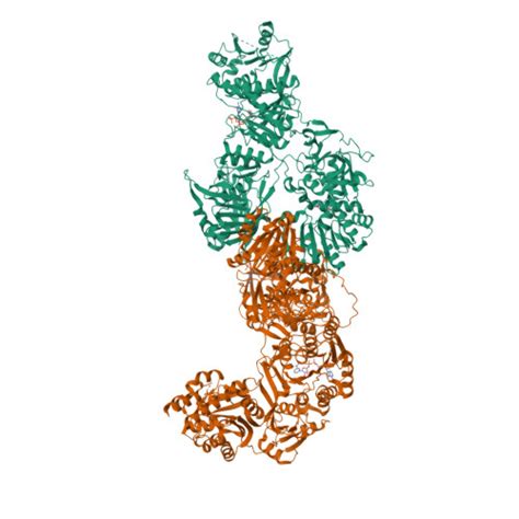 Rcsb Pdb Eyi Atomic Model Of The Core Modifying Region Of Human