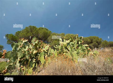 Plants that grow in dry areas hi-res stock photography and images - Alamy