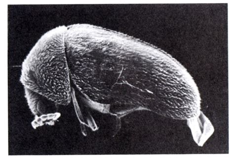 Figure 1 From The Cigarette Beetle Lasioderma Serricorne F