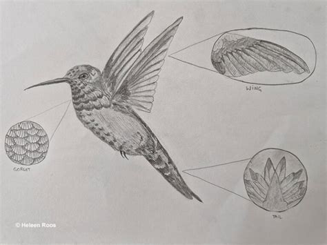 How To Draw Hummingbirds A Step By Step Guide With Pictures