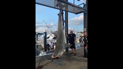 World Record Tiger Shark Youtube