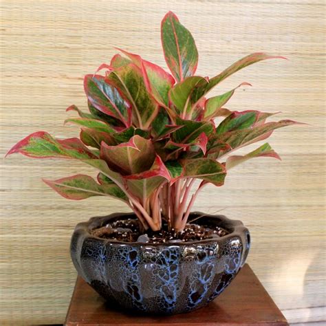 Discover These Popular Indoor Ornamental Plants – News0days