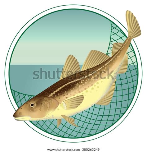 Cod Fish Vector Illustration Banners Design Stock Vector Royalty Free