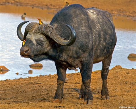 Cape Buffalo At Aberdare Aberdare National Park Kenya 2018 Steve