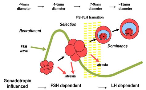 The Role Of Gonadotropins In Follicular Selection And Dominance In