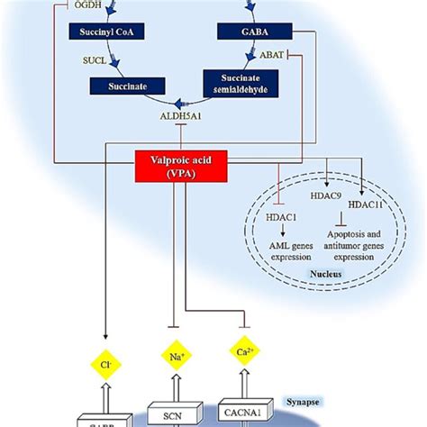 A Graphical Display Of Pharmacokinetic Pathways Of Valproic Acid Vpa