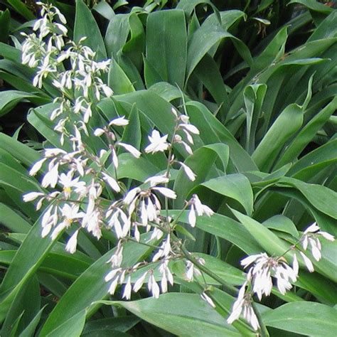 Arthropodium Cirratum Seeds Rengarenga Renga Lily New Zealand Rock