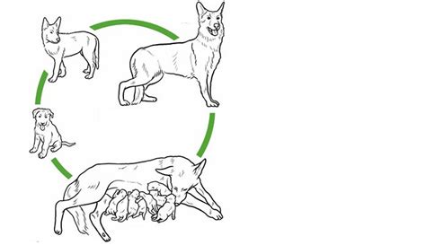 Ciclo De Vida De Un Perro Etapas De Desarrollo Ciclo De Vida