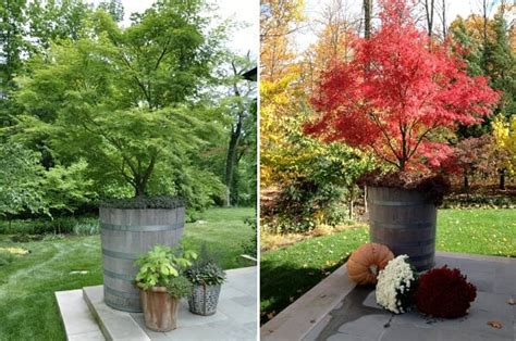 Growing Japanese Maples In Containers · Cozy Little House