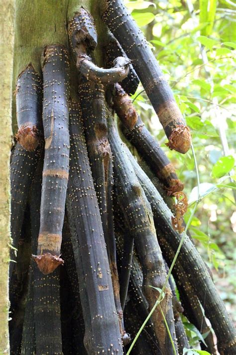 Close Up Of The Stilt Roots Of A Walking Palm Tree Socratea Exorrhiza