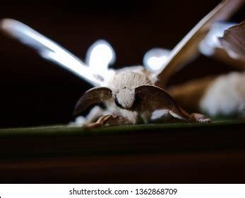 Silkworm Cocoon Moth Stock Photo 1362868709 | Shutterstock