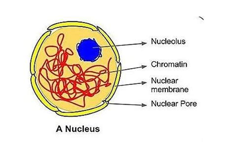 Nucleus – Structure and Functions (A-Level Biology) – Yum Yum Mama