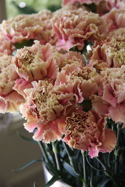 28 Best Antique Carnation Collection Images On Pinterest Carnations