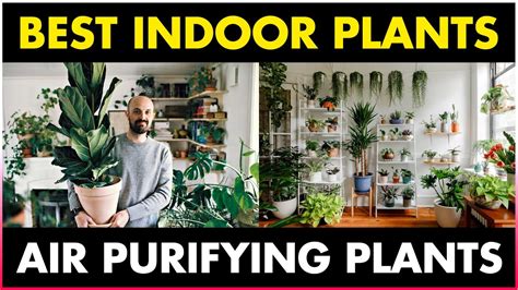 Best Indoor Plants For Clean Air Air Purifying Indoor Plants Home