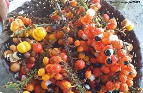 Guaraná da Terra Indígena Andirá Marau é a primeira Indicação