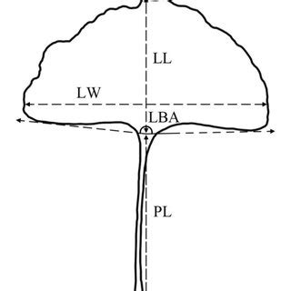 A Schematic Diagram Of The Leaf Length LL Leaf Width LW Petiole