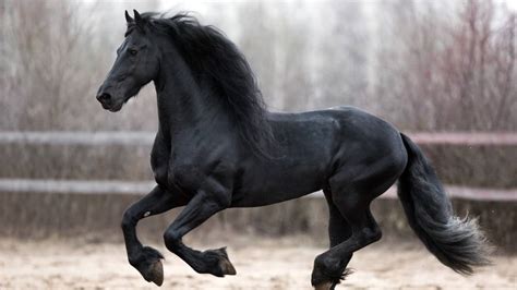 Black Horse Names (866 Great Choices For Your Dark Beauty)