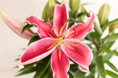 How To Overwinter Lilies A Comprehensive Guide The Grassy Root