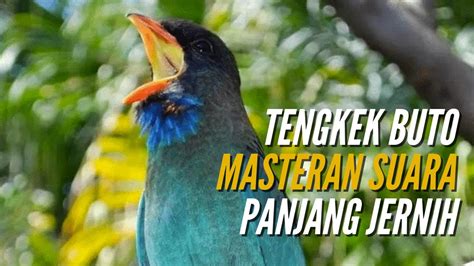 Suara Tengkek Buto Gacor Durasi Panjang Masteran Wajib Burung Juara