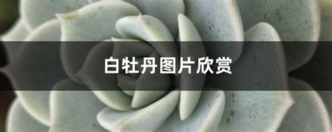 白牡丹图片欣赏 花百科