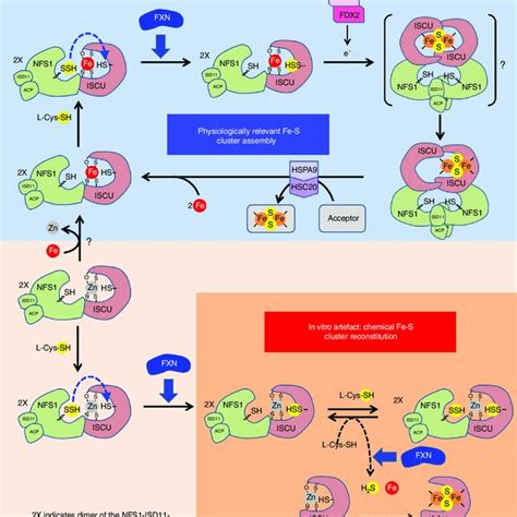 Sequence Of Fe S Cluster Assembly And Functional Role Of Fdx A