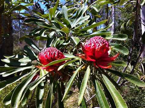 Waratahs | The state emblem of New South Wales. These were i… | Flickr