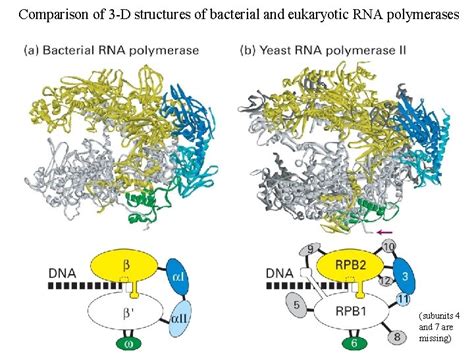 Three Types Of Rna Polymerase In Eukaryotic Nuclei