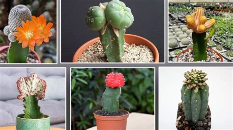 15 Tipos de Cactus Más populares para injertar YouTube