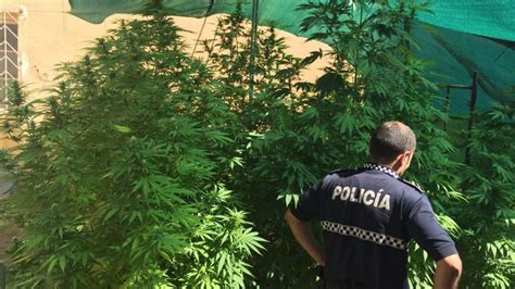 Detenido Un Hombre De 24 Años Por Cultivar Marihuana En El Barrio De