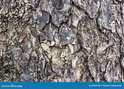 Bark of rain tree. stock photo. Image of outdoor, background - 40325184