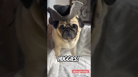 Huggies Wuggies Pug Gies Dogs Dog Cute Funny Youtube