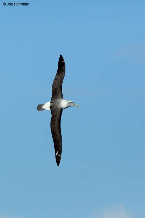 White Capped Albatross Joe Fuhrman Photography