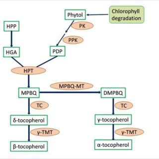 Lutein biosynthesis pathway (redrawn based on kyoto encyclopedia of ...