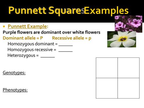 Homozygous Example Punnett Square