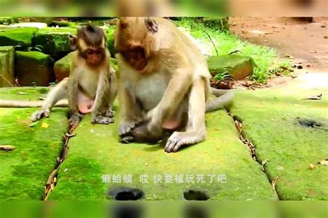 猴子和狗打架，净使些“下三滥”的招数，专挑狗子要害部位下手！