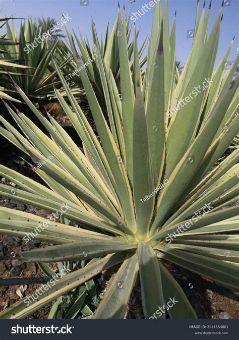 Spanish Dagger Plant Yucca Gloriosa Species Stock Photo 2211554801