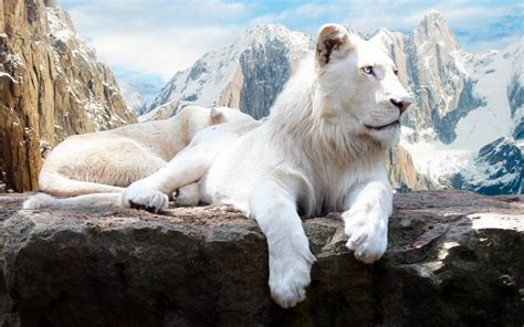 Snow Lion wallpaper | animals | Wallpaper Better