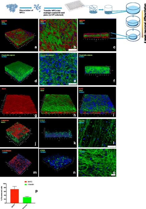 Generation Of A 3D Neuronal Cultures In 96 Well Plates The Top Panel